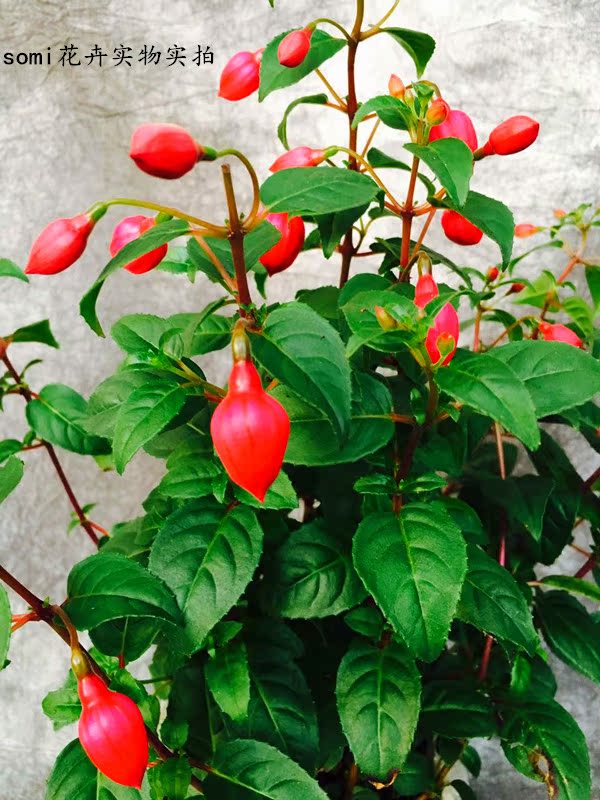 吊兰灯笼花,倒挂金钟,吊钟花吊钟海棠倒挂金钩带花发货绿植花卉