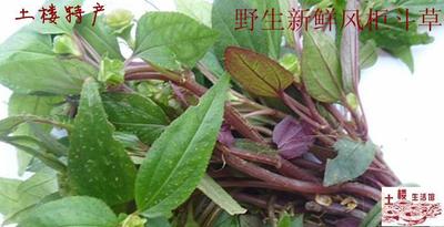 包邮 野生风柜斗草新鲜500g 楮头红鲜品 风谷草风鼓草