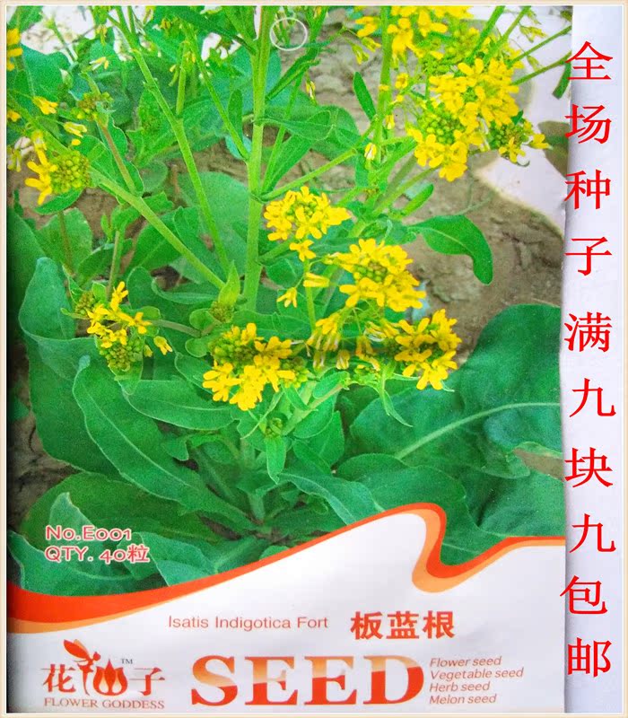 四季播种中药材种子批发板蓝根种子大青叶种子批发蓝靛青药食兼用