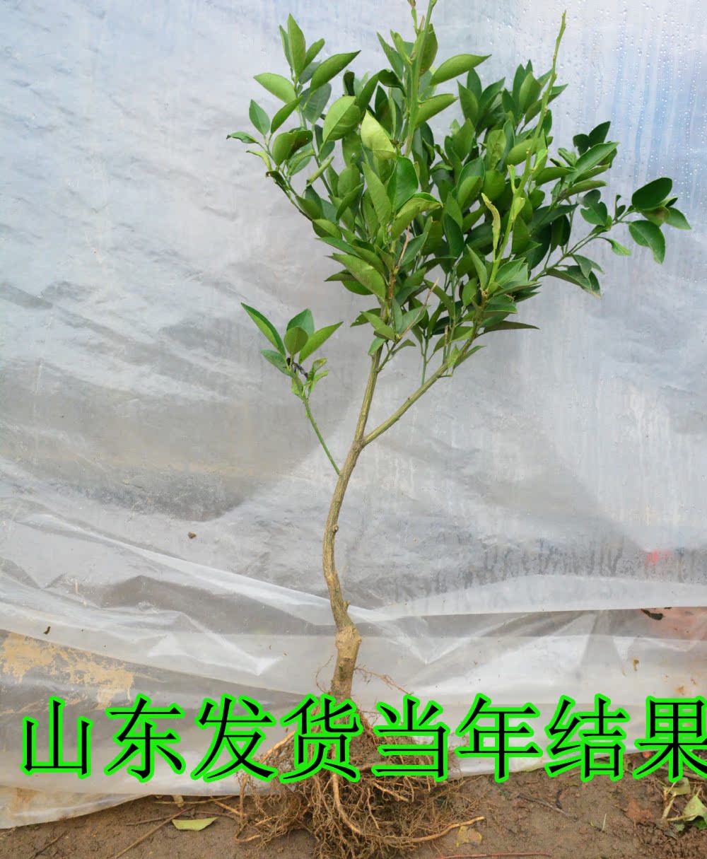 正品[橘子树盆栽]盆栽桔子树怎么养评测 盆栽桔