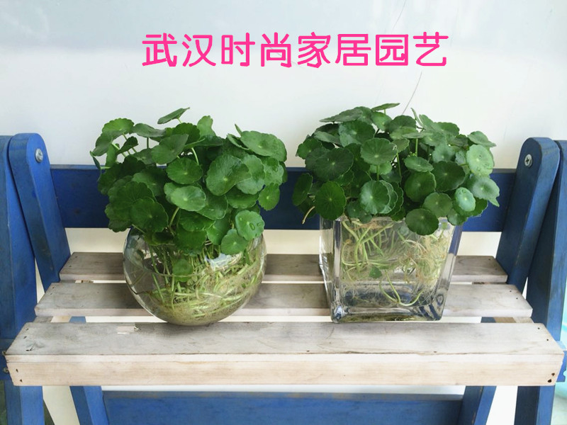 【天天特价】包邮水培铜钱草金钱莲桌面招财助运风水绿色水培植物
