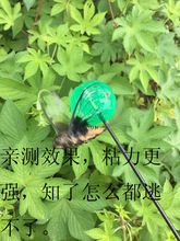 抓捕知了神器知了粘球 粘知了猴球粘胶球知了捕捉小粘手 飞不走