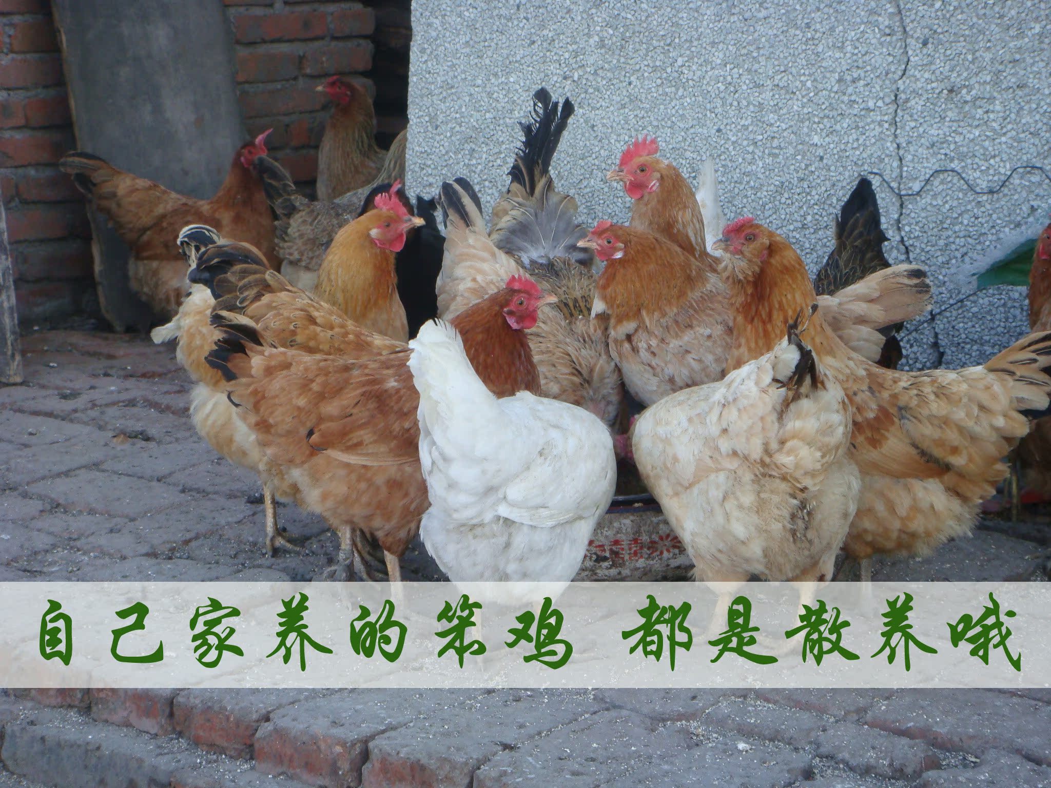 正宗笨鸡纯东北自家散养鸡农村土鸡小鸡每只都有三斤多哦 包邮