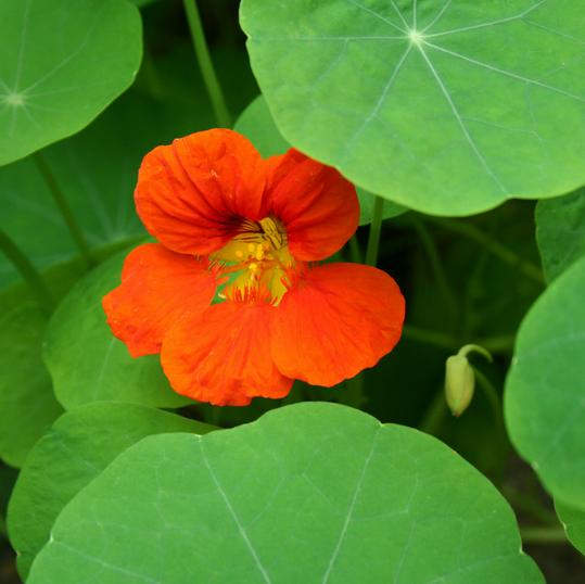 春播秋播*橙黄旱金莲种子*垂吊金莲花旱荷花*好养发芽