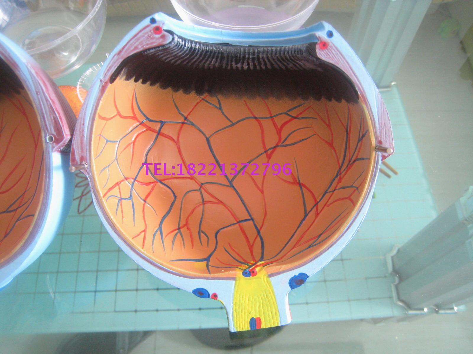 眼球模型 眼球结构 眼构造模型 生物器材教学医学演示教学仪器