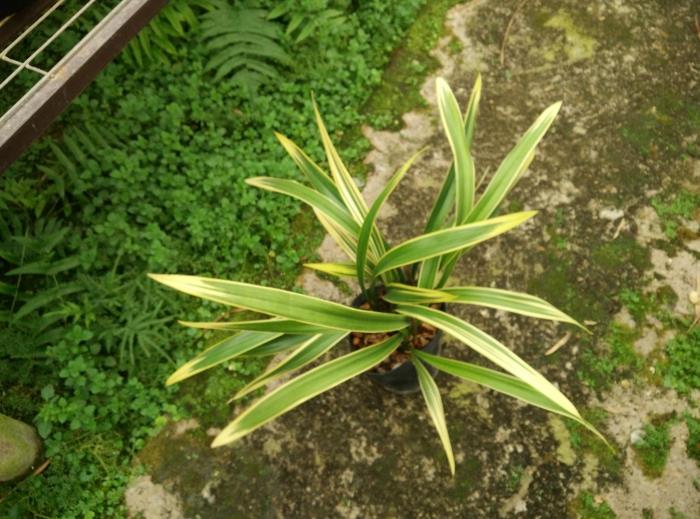 金边兰花苗 墨兰线艺 鹤之华 冬带花苞