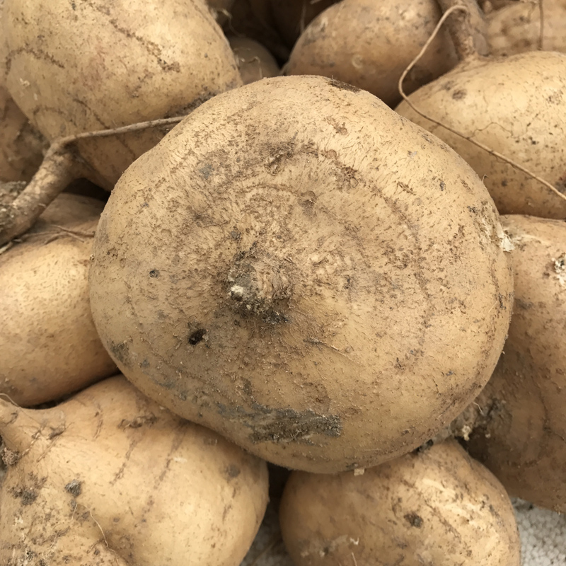 新鲜凉薯农家生态种植 豆薯 沙葛 土瓜 地萝卜白地瓜蔬菜水果4斤