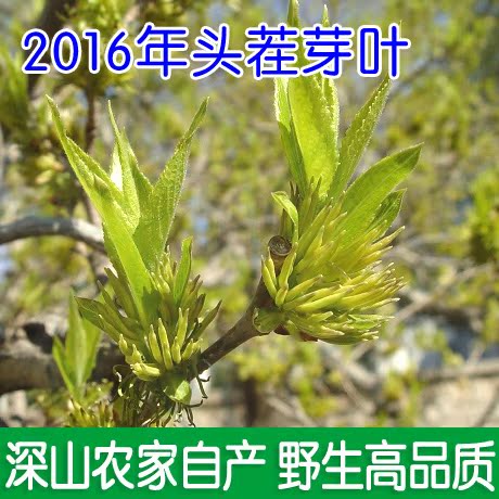 张家界野生杜仲茶正品 特级杜仲叶黑茶嫩芽 血压茶三高茶养生滋补
