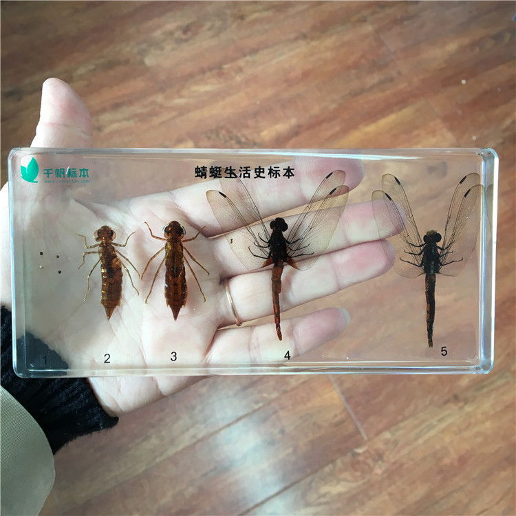 幼儿园教学小动物昆虫蜻蜓成长过程标本树脂琥珀儿童科普玩具摆件