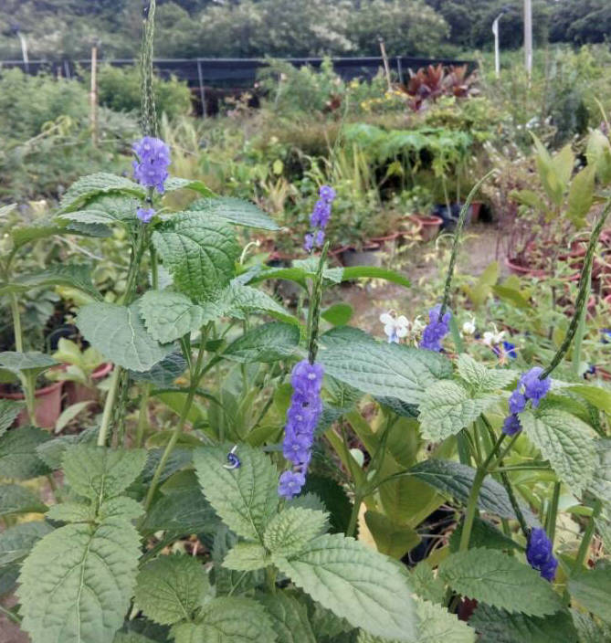 盆栽花净化空气 大花秋葵 白花红心芙蓉葵 草芙蓉 多年生花超大