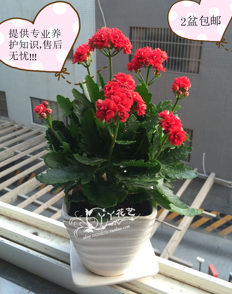 长寿花盆栽室内花卉盆景净化空气除甲醛植物四季开花2盆包邮