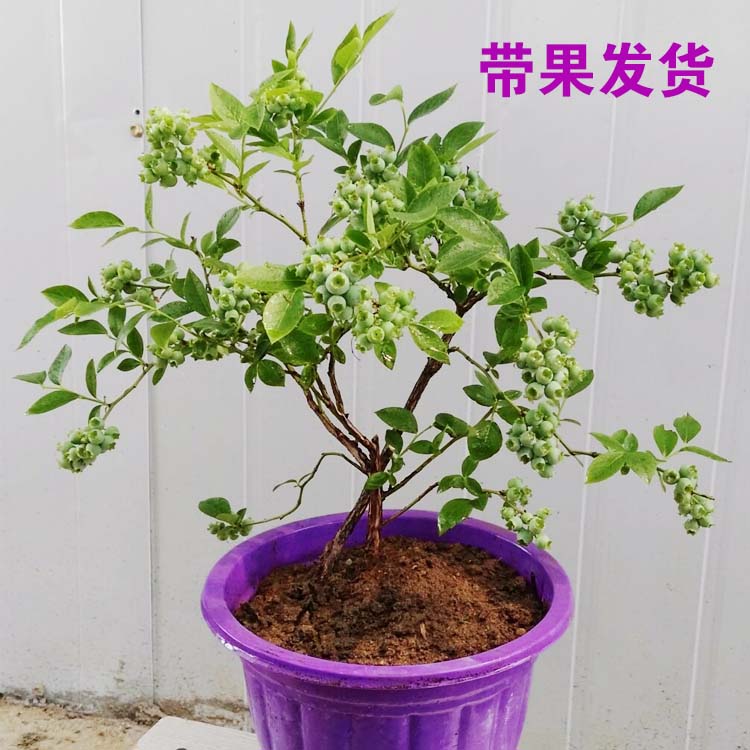蓝莓树苗带果南方盆栽耐寒庭院种植果树苗蓝梅北方蓝莓苗当年结果