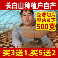 牛樟芝免费切片买3送1 灵芝长白山半野生整枝灵芝林芝赤灵芝500克