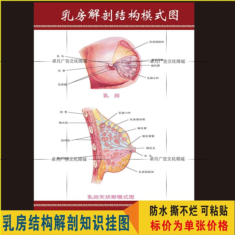 女性乳房结构图矢状解剖图胸部乳腺健康疾病针灸全身经络穴位海报