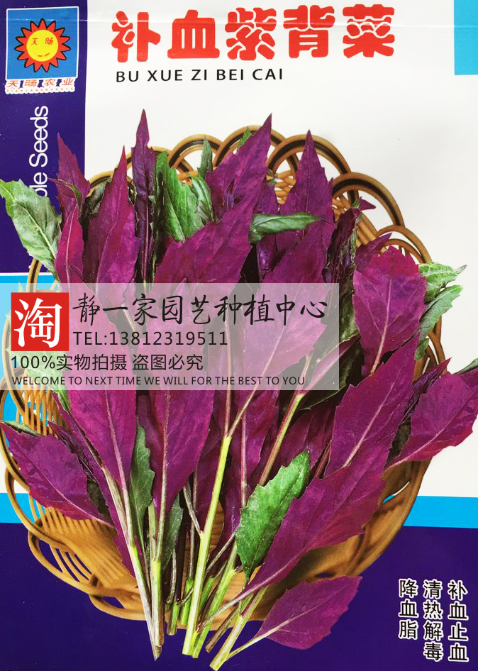 原装补血紫背菜种子 保健蔬菜 清热解毒补血止血药用菜用营养丰富