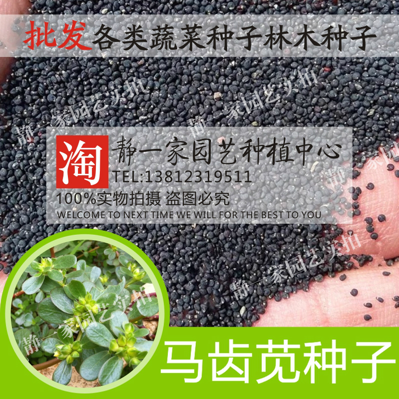 散装马齿苋种子批发野菜种子 五行草马耳菜四季蔬菜马齿菜蚂蚱菜
