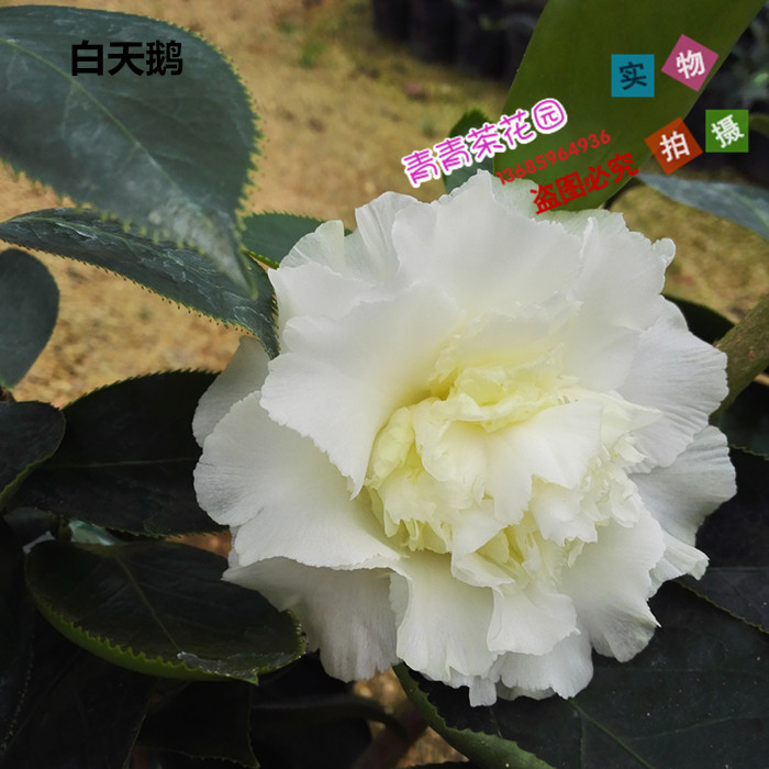 【白天鹅】茶花苗 花卉盆栽带花苞实物拍摄年底可开花