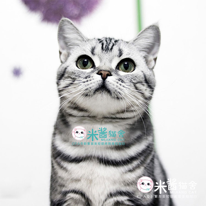 纯种美国短毛猫美短纯虎斑猫标斑金虎斑棕虎斑幼猫活体猫宠物猫
