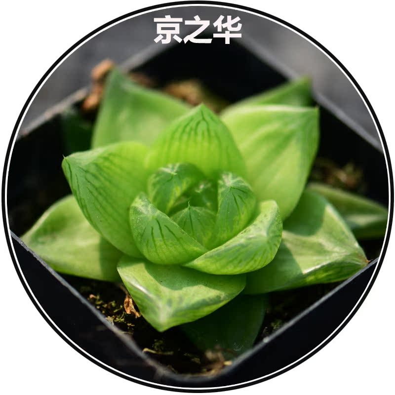 花魁【京之华】多肉植物盆栽办公室花卉桌面防辐射室内绿植