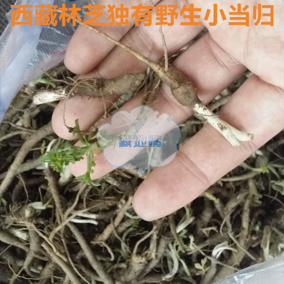 50克发顺丰 西藏林芝纯野生小当归 补气血佳品 香味浓郁 煲汤