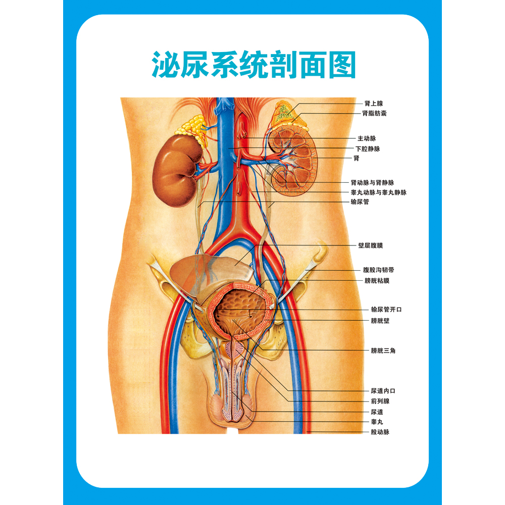 泌尿系统剖面图大挂图 医学院人体解剖装饰海报 医院科室墙贴挂画