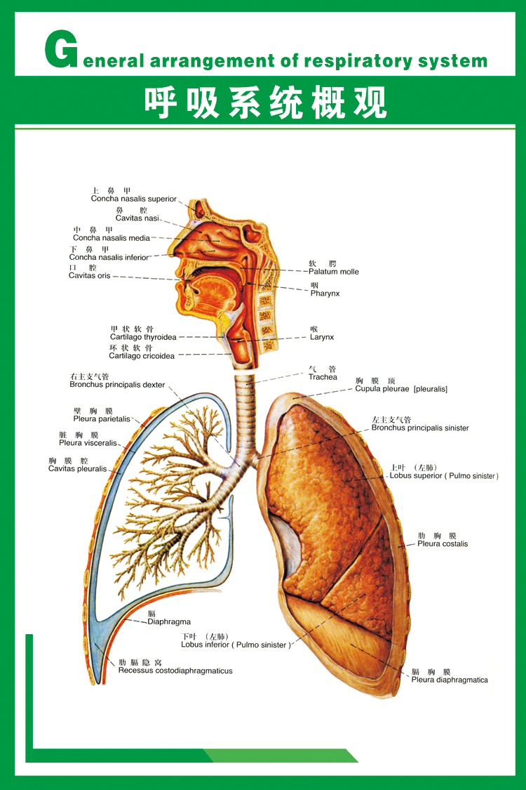 医院医学肺部人体解剖图 呼吸系统挂图定做海报宣传画