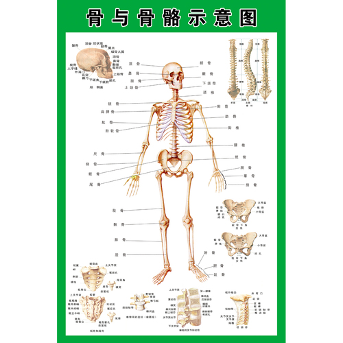 人体解剖海报 人体骨骼海报贴图 肌肉骨骼神经血管分布挂图展板