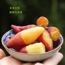 新鲜地瓜 迷你小香薯番薯黄心红薯紫薯山芋5斤装 茗茹 新货临安