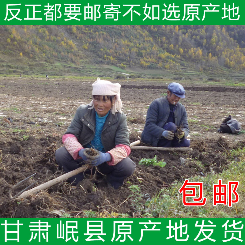甘肃岷县当归无硫特级当归农家当归可磨当归粉切当归片500克包邮
