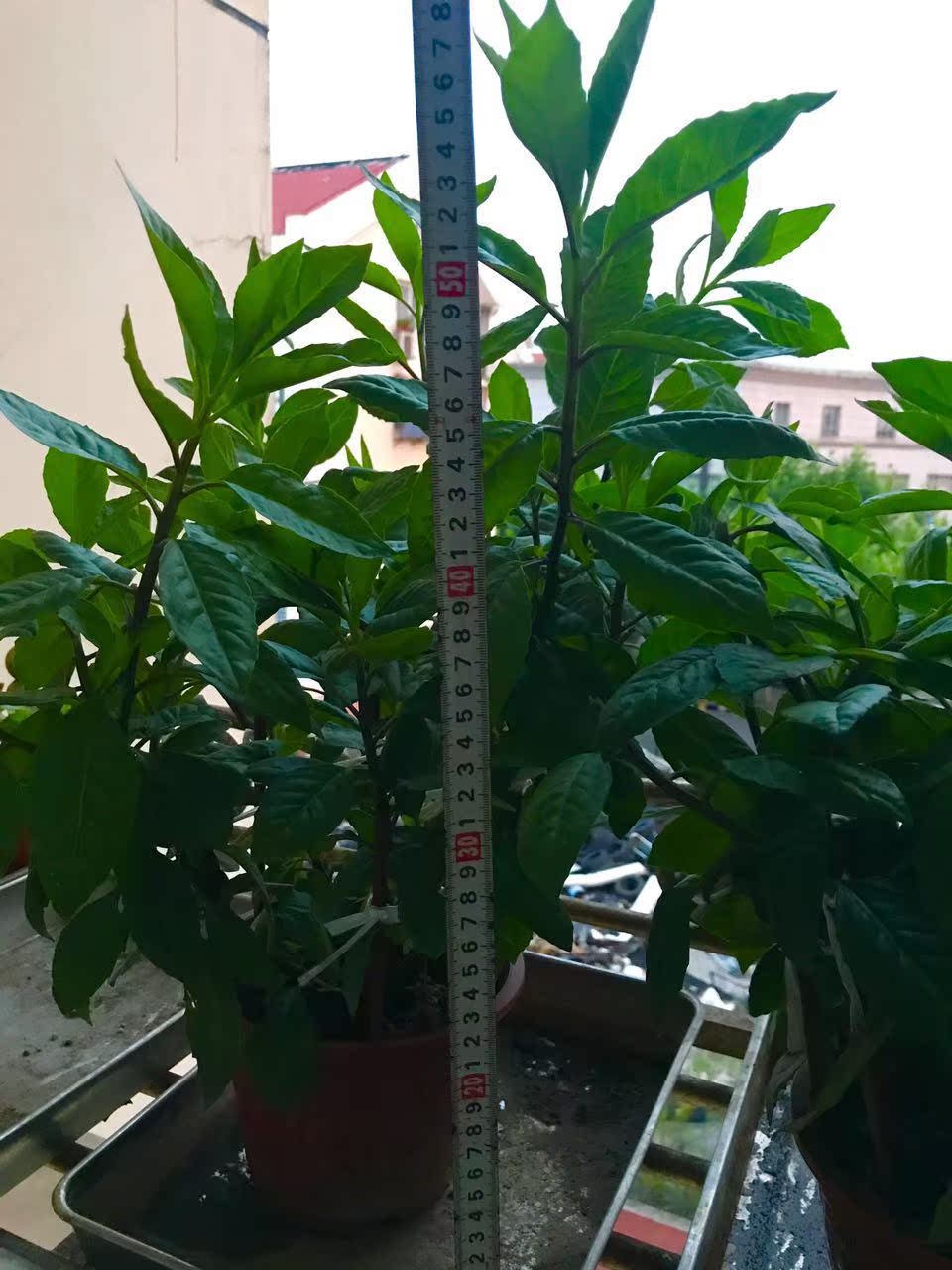 大棵金鸡毛菜金鸡毛草 降血压降血糖 白背三七 明月草
