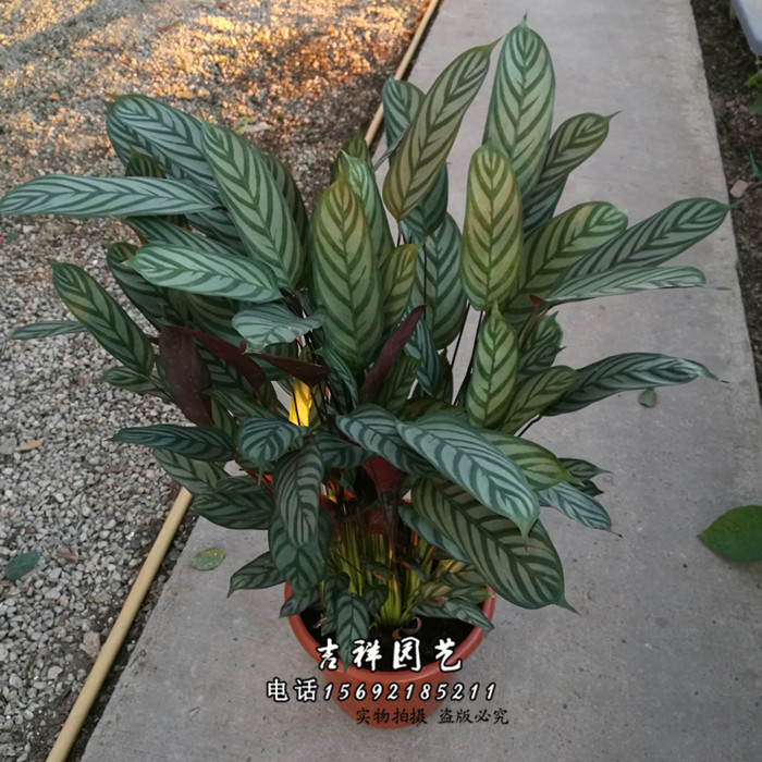 室内高档观叶绿色植物 飞羽竹芋 飞羽天鹅绒 银线竹芋