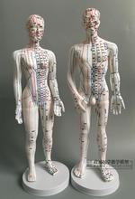 中医用人体针灸模型60CM教学经络穴位模型示教练习中医训练模型