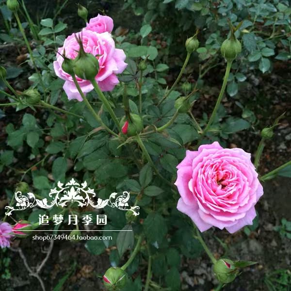 欧洲月季花铃之妖精浓香型大花微月阳台勤花易养月季推荐品种