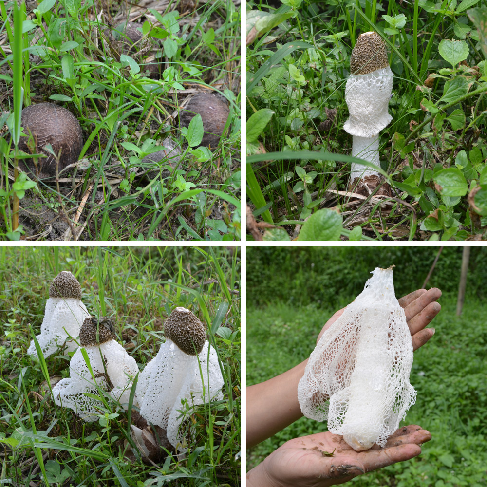 鲜烹烹 古田竹荪干货 南北干货 食用菌土特产 竹笙 100gx2袋