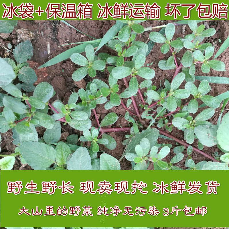 山里农家新鲜野生红茎马齿苋 马齿菜 长寿菜 五行草 马蜂菜包邮