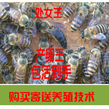 优质中蜂笼蜂种蜂王中蜂活体产卵新蜂王中蜂王活体处女中蜂王杂交