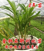 送基质 正宗赤水金钗石斛野生训化2年小苗盆栽石斛盆景比铁皮好