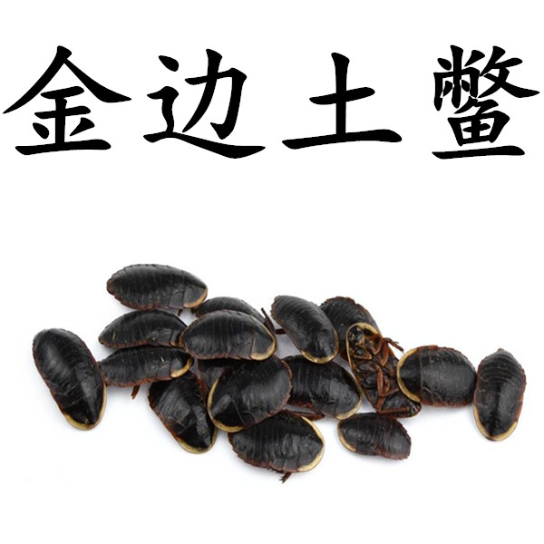 中药材批发正品金边土元 地鳖虫土鳖虫粉土别虫干28.