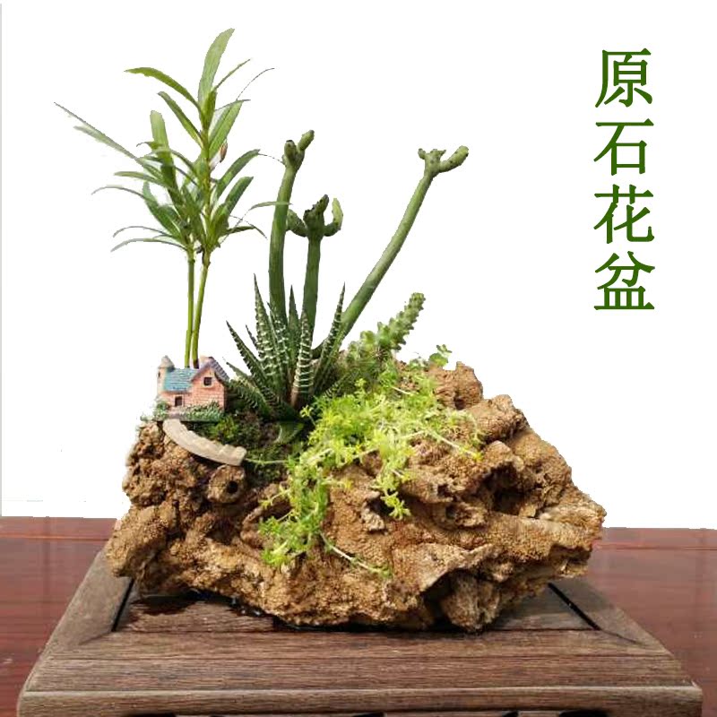 吸水石上水石原石多肉菖蒲芦管石石头花盆天然创意办公桌盆景摆件