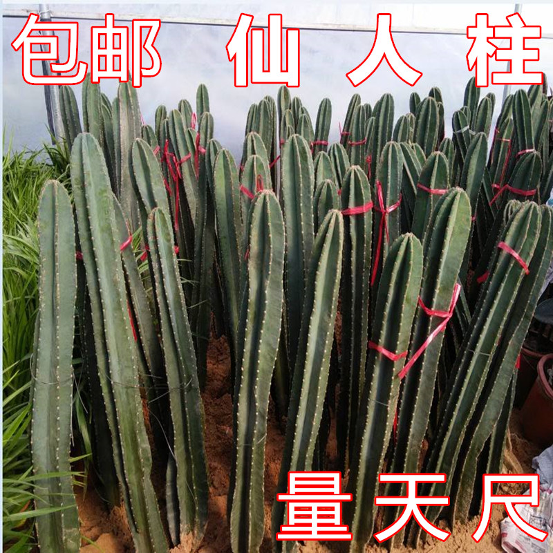 仙人柱 量天尺 仙人掌 无刺天轮柱 盆栽植物 抗防辐射 将军柱包邮