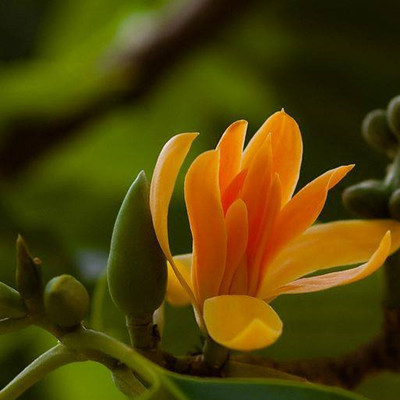 嫁接白兰花树苗 白兰黄桷兰黄兰黄果兰四季开花 白兰花苗盆栽