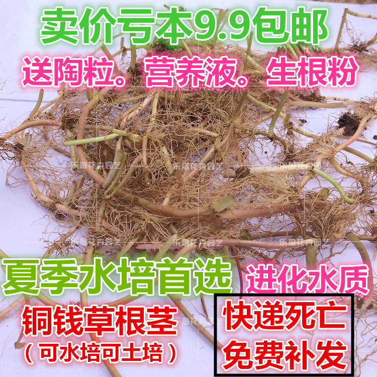 铜钱草 水培土培金钱草根茎 室内外绿植盆栽 一件包邮养不活免费