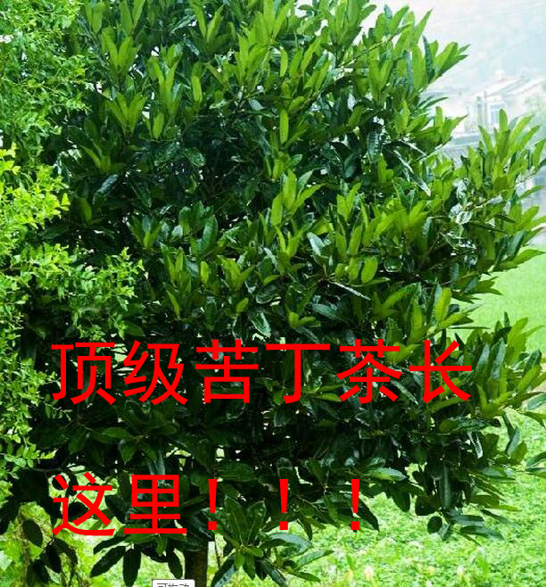 降火 2016新茶苦丁茶小叶包邮 青山绿水茶叶海南特级野生大叶白骨