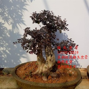 红花继木盆景老桩造型 红花继木盆景树桩实拍 当年开花继木桩包邮