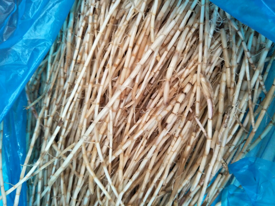 汇鲜蔬果新鲜茅草根 白茅根 毛草根 甜草根 芦根茶茅根 毛根500g