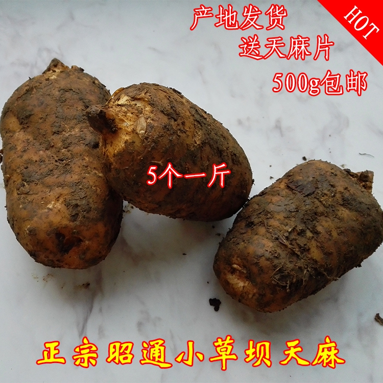 云南昭通小草坝新鲜天麻野生500g包邮新鲜天麻特级5个一斤鲜天麻