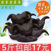 包邮 洪湖新鲜老菱角野生菱角现摘青菱角农家菱角新鲜蔬菜水栗5斤