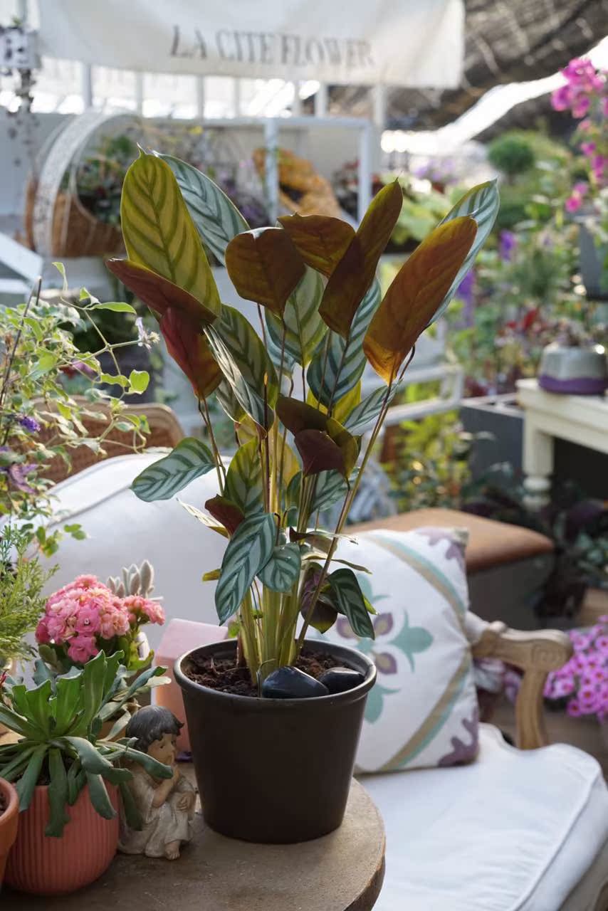 西岱岛花园北京配送鲜花绿植精品花卉盆栽喜阴室内植物 竹芋