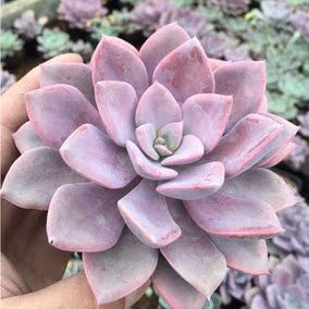 正品[多肉植物黛比]黛比多肉植物百科评测 黛比