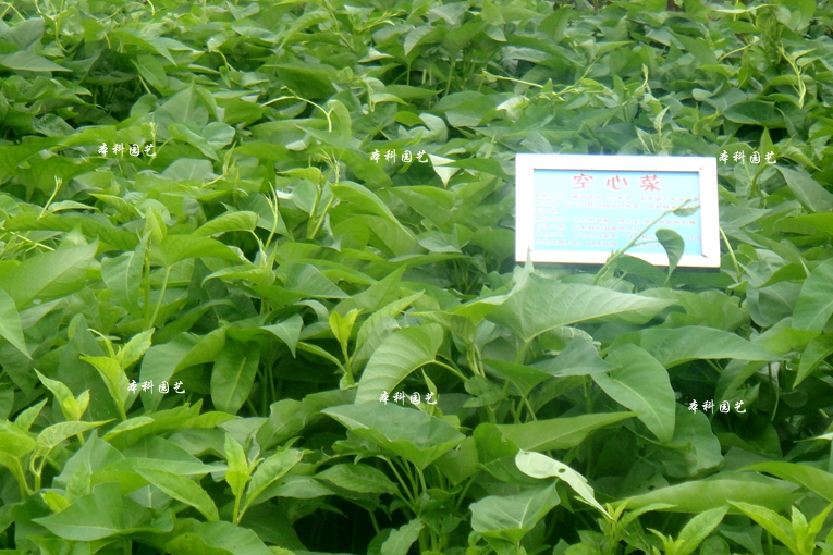 青梗空心菜【良种大叶空心菜种子籽】通心竹叶克斤雍菜春秋满包邮